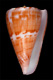 Click to see a larger version of this image (Conus (Dauciconus) norai  da Motta & Raybaudi, G., 1992 Primary Type Image)