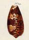 Click to see a larger version of this image
