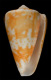 Click to see a larger version of this image (Conus ochraceus  Lamarck, 1810 Primary Type Image)