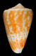 Click to see a larger version of this image (Conus ochraceus  Lamarck, 1810 Primary Type Image)