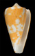 Click to see a larger version of this image (Conus ochraceus  Lamarck, 1810 Primary Type Image)