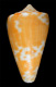 Click to see a larger version of this image (Conus ochraceus  Lamarck, 1810 Primary Type Image)