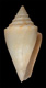 Click to see a larger version of this image (Conus optabilis  A. Adams, 1854 Primary Type Image)