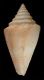 Click to see a larger version of this image (Conus optabilis  A. Adams, 1854 Primary Type Image)