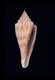 Click to see a larger version of this image