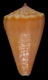 Click to see a larger version of this image (Conus (Purpuriconus) ortneri  Petuch, 1998 Primary Type Image)