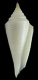 Click to see a larger version of this image (Conus pacei  Petuch, 1987 Primary Type Image)