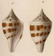 Click to see a larger version of this image (Conus pagodus  Kiener, 1847 Original Figure Image)