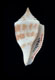 Click to see a larger version of this image (Conus pagodus  Kiener, 1847 Primary Type Image)