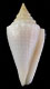 Click to see a larger version of this image (Conus granarius panamicus  Petuch, 1990 Primary Type Image)