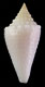 Click to see a larger version of this image (Conus granarius panamicus  Petuch, 1990 Primary Type Image)