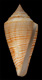 Click to see a larger version of this image (Conus papuensis  Coomans & Moolenbeek, 1982 Primary Type Image)