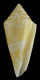 Click to see a larger version of this image (Conus paraguana  Petuch, 1987 Primary Type Image)