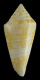 Click to see a larger version of this image (Conus paraguana  Petuch, 1987 Primary Type Image)