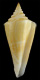 Click to see a larger version of this image (Conus parascalaris  Petuch, 1987 Primary Type Image)