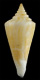 Click to see a larger version of this image (Conus parascalaris  Petuch, 1987 Primary Type Image)