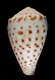 Click to see a larger version of this image (Conus musicus parvatus  Walls, 1979 Primary Type Image)