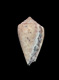 Click to see a larger version of this image