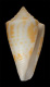 Click to see a larger version of this image (Conus (Leptoconus) paschalli  Petuch, 1998 Primary Type Image)