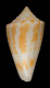 Click to see a larger version of this image (Conus (Leptoconus) paschalli  Petuch, 1998 Primary Type Image)