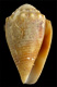 Click to see a larger version of this image (Conus miliaris pascuensis  Rehder, 1980 Primary Type Image)