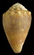 Click to see a larger version of this image (Conus miliaris pascuensis  Rehder, 1980 Primary Type Image)