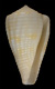 Click to see a larger version of this image (Conus patae  Abbott, 1971 Primary Type Image)