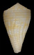 Click to see a larger version of this image (Conus patae  Abbott, 1971 Primary Type Image)