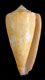 Click to see a larger version of this image (Conus floridanus patglicksteinae  Petuch, 1987 Primary Type Image)