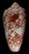 Click to see a larger version of this image (Conus patonganus  da Motta, 1982 Primary Type Image)