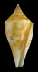 Click to see a larger version of this image (Conus paulae  Petuch, 1988 Primary Type Image)