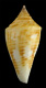 Click to see a larger version of this image (Conus paulae  Petuch, 1988 Primary Type Image)