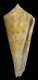 Click to see a larger version of this image (Conus perprotractus  Petuch, 1987 Primary Type Image)