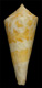 Click to see a larger version of this image (Conus perprotractus  Petuch, 1987 Primary Type Image)