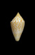 Click to see a larger version of this image (Jaspidiconus pfluegeri  Petuch, 2004 Primary Type Image)