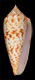 Click to see a larger version of this image (Conus phuketensis  da Motta, 1978 Primary Type Image)