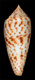 Click to see a larger version of this image (Conus phuketensis  da Motta, 1978 Primary Type Image)