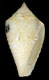 Click to see a larger version of this image (Conus verrucosus piraticus  Clench, 1942 Primary Type Image)