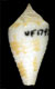 Click to see a larger version of this image (Conus verrucosus piraticus  Clench, 1942 Primary Type Image)