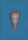 Click to see a larger version of this image (Conus planiliratus  Sowerby iii, 1870 Primary Type Image)