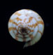 Click to see a larger version of this image (Conus planiliratus  Sowerby iii, 1870 Primary Type Image)