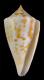 Click to see a larger version of this image (Conus portobeloensis  Petuch, 1990 Primary Type Image)