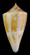 Click to see a larger version of this image (Conus portobeloensis  Petuch, 1990 Primary Type Image)