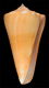 Click to see a larger version of this image (Conus poulosi  Petuch, 1992 Primary Type Image)