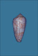 Click to see a larger version of this image