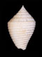 Click to see a larger version of this image (Conus pseudoaustini  Nowell-Usticke, 1968 Primary Type Image)