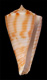 Click to see a larger version of this image (Conus pseudokimioi  da Motta & Martin, 1982 Primary Type Image)