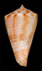 Click to see a larger version of this image (Conus pseudokimioi  da Motta & Martin, 1982 Primary Type Image)