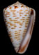 Click to see a larger version of this image (Conus pseudonivifer  Monteiro, Tenorio & Poppe, 2004 Primary Type Image)