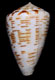 Click to see a larger version of this image (Conus pseudonivifer  Monteiro, Tenorio & Poppe, 2004 Primary Type Image)